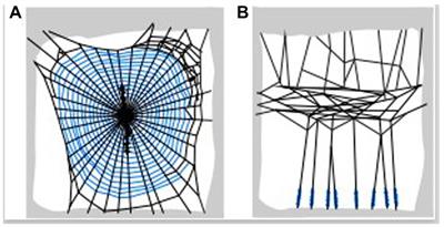 Organic salt composition of pressure sensitive adhesives produced by <mark class="highlighted">spiders</mark>